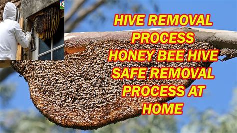 lv bees bee hive removal and honey|Professional Honey Bee Removal Manassas, VA .